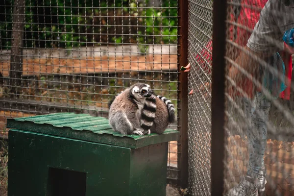 Roliga Söta Lemurer Zoo — Stockfoto