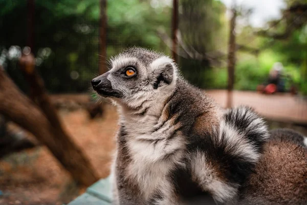 Roliga Söta Lemurer Zoo — Stockfoto