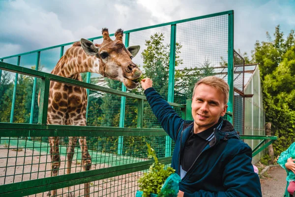 Junger Glücklicher Mann Füttert Giraffe Zoo — Stockfoto