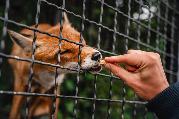 Fox Cage Zoo Close Selective Focus — Stock Photo, Image