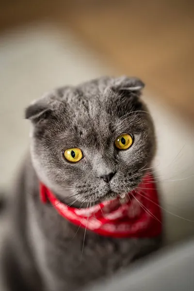 Grappige Grijze Kat Schotse Vouw Een Rode Cowboy Bandana Thuis — Stockfoto