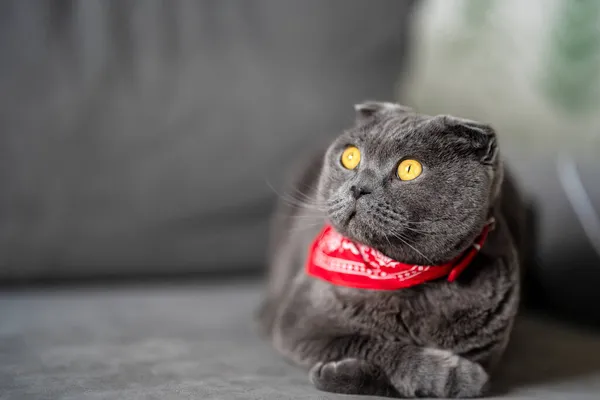 有趣的灰色苏格兰猫在家里的红色牛仔乐队中折叠 — 图库照片