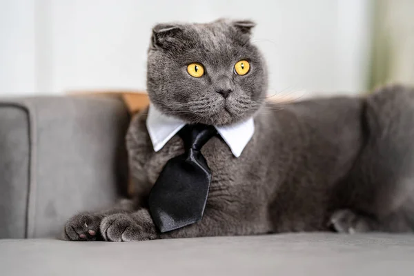 Gris Divertido Gato Escocés Pliegue Una Corbata Como Hombre Negocios —  Fotos de Stock