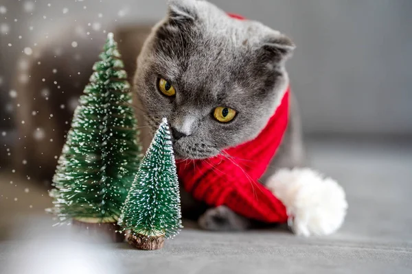 Vicces Szürke Macska Skót Fold Egy Karácsonyi Piros Sál — Stock Fotó