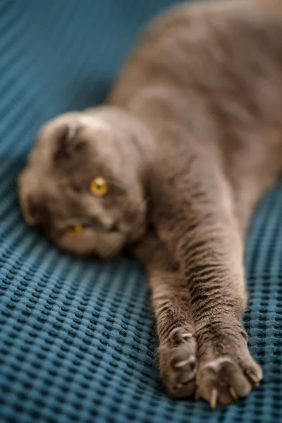 Gato Cinza Dobra Escocesa Está Deitado Cobertor Cama Casa — Fotografia de Stock