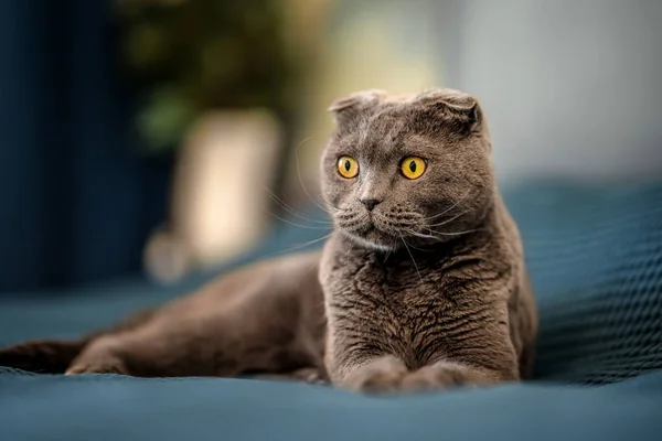 Gato Gris Pliegue Escocés Está Acostado Una Manta Cama Casa — Foto de Stock