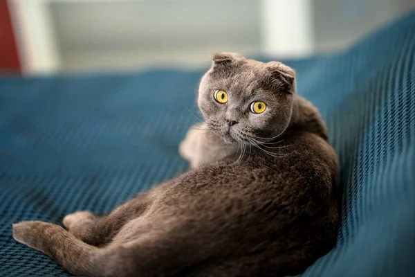 Gato Gris Pliegue Escocés Está Acostado Una Manta Cama Casa — Foto de Stock