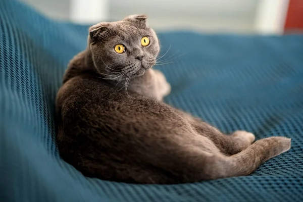 灰色の猫スコットランドの折り目は家のベッドの上の毛布の上に横たわっています — ストック写真