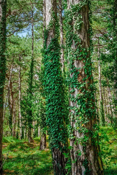 Πράσινο Αδιαπέραστο Δάσος Κορμούς Κατάφυτους Κισσό — Φωτογραφία Αρχείου