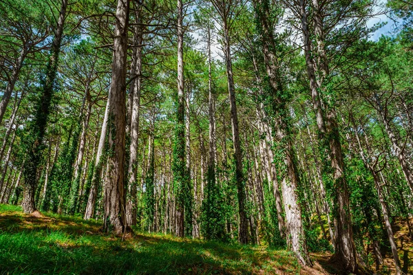 Зеленый Непроницаемый Лес Стволами Заросшими Плющом — стоковое фото