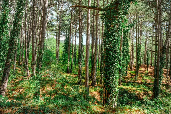 Bosque Verde Impenetrable Con Troncos Cubiertos Hiedra —  Fotos de Stock