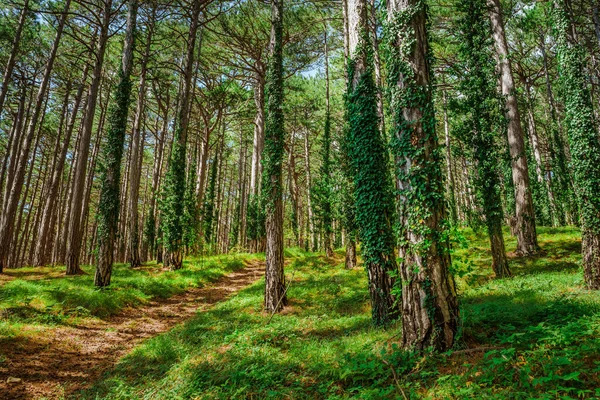 Bosque Verde Impenetrable Con Troncos Cubiertos Hiedra —  Fotos de Stock