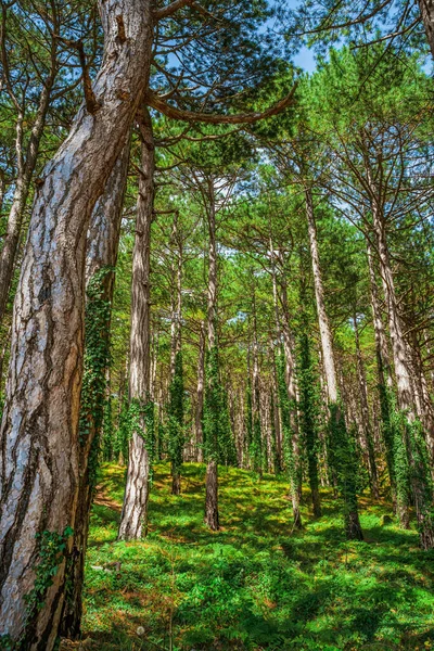 Bosque Verde Impenetrable Con Troncos Cubiertos Hiedra —  Fotos de Stock