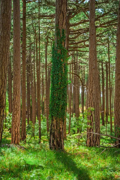 Зеленый Непроницаемый Лес Стволами Заросшими Плющом — стоковое фото