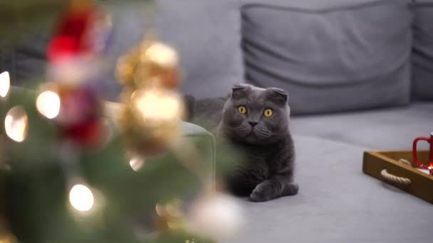 Krásný Zdobený Vánoční Stromek Věncem Obývacím Pokoji Útulný Zimní Večer — Stock video