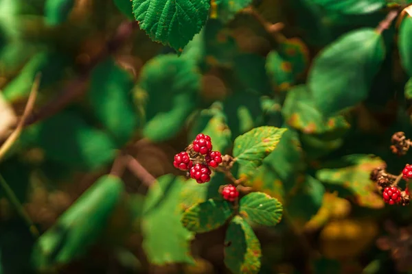 Wilde Waldhimbeeren Natürlicher Hintergrund — Stockfoto