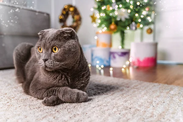 Cuki Macska Karácsonyfa Alatt Nappaliban Skót Fold Macska Újévi Karácsonyi — Stock Fotó