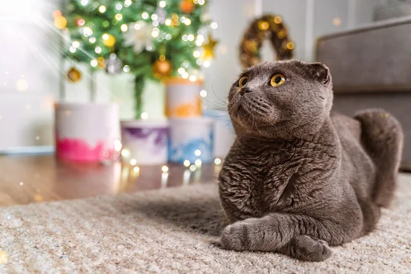 Cuki Macska Karácsonyfa Alatt Nappaliban Skót Fold Macska Újévi Karácsonyi — Stock Fotó