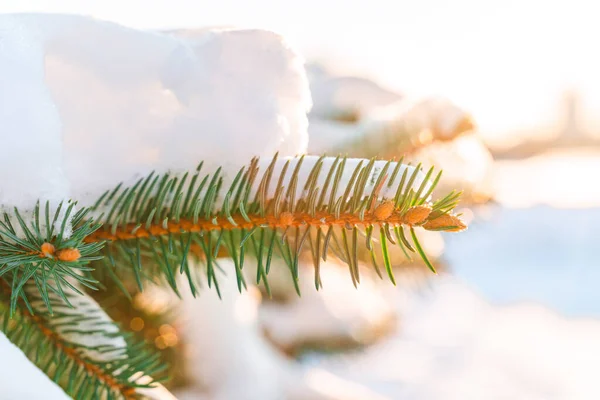 Fichtenzweig Mit Schnee Bedeckt Winterkonzept — Stockfoto