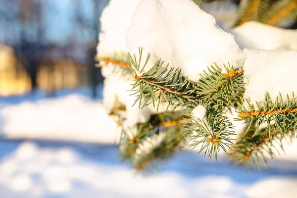 Grangren Täckt Med Snö Vinterkoncept — Stockfoto