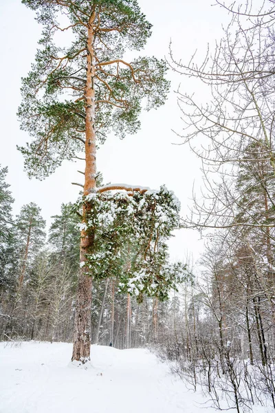 Pine Trees Covered Snow Forest Beautiful Winter Panorama — 스톡 사진