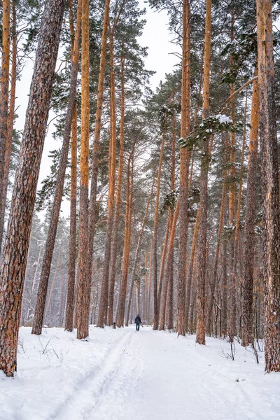 Pine Trees Covered Snow Forest Beautiful Winter Panorama — Photo