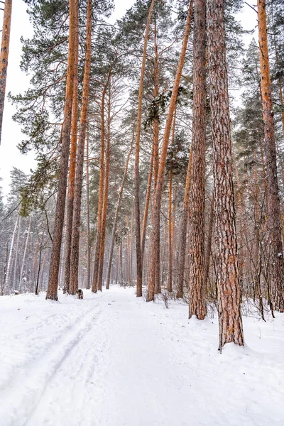 Pine Trees Covered Snow Forest Beautiful Winter Panorama — Fotografia de Stock