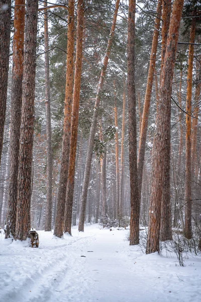Pine Trees Covered Snow Forest Beautiful Winter Panorama — Stockfoto