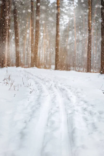 Сосни Покриті Снігом Лісі Прекрасна Зимова Панорама — стокове фото