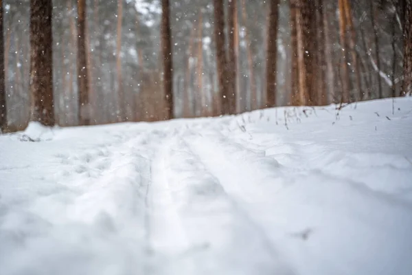 Pine Trees Covered Snow Forest Beautiful Winter Panorama — Stockfoto