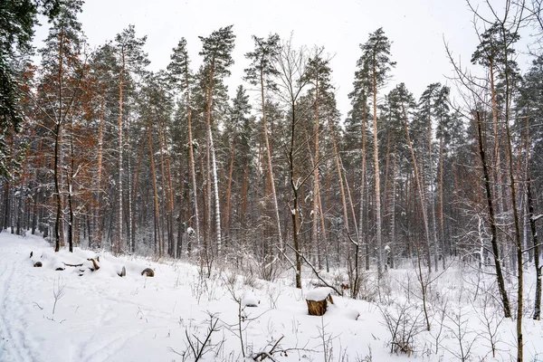 Pine Trees Covered Snow Forest Beautiful Winter Panorama — Stock fotografie