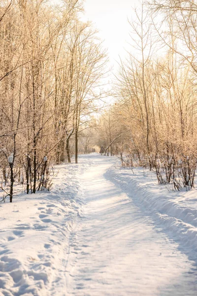 Wintersneeuwwoud Met Zonlicht Ongelooflijk Natuurlijk Landschap Geen Mensen — Stockfoto