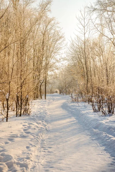 Wintersneeuwwoud Met Zonlicht Ongelooflijk Natuurlijk Landschap Geen Mensen — Stockfoto
