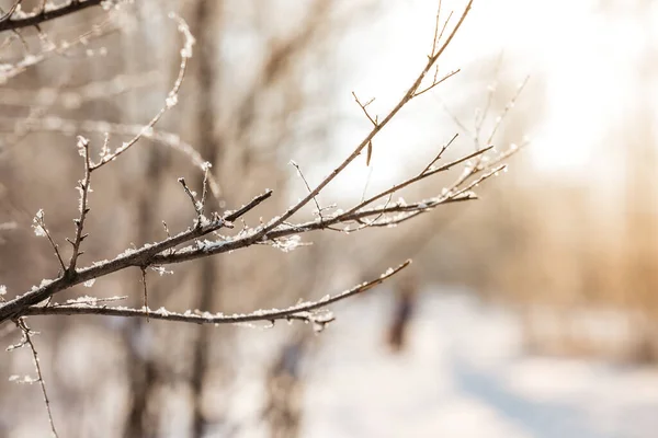 Hóval Borított Ellen Disszidált Háttér Napkeltekor Vagy Naplementekor Napsugarak Téli — Stock Fotó