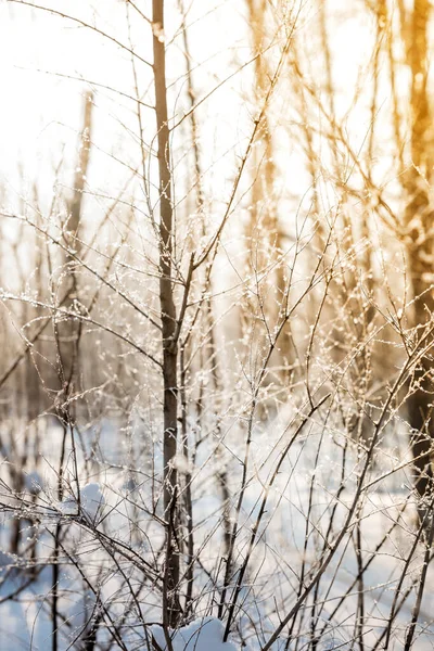 Snö Täckt Gren Träd Mot Defocused Bakgrund Soluppgång Eller Solnedgång — Stockfoto