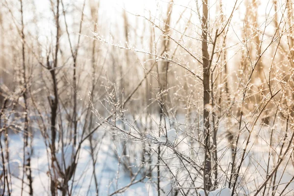 Albero Ramo Coperto Neve Sullo Sfondo Sfocato All Alba Tramonto — Foto Stock