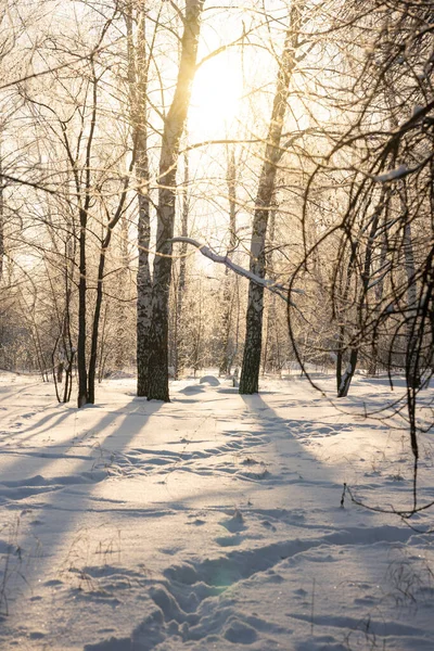 Vintersnö Skog Med Solljus Fantastiskt Naturlandskap Inga Människor — Stockfoto