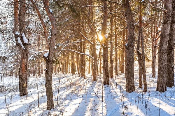 Vackert Landskap Med Solnedgång Strålar Solen Genom Vintern Snö Skog — Stockfoto