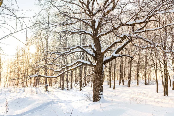 Vintersnö Skog Med Solljus Fantastiskt Naturlandskap Inga Människor — Stockfoto