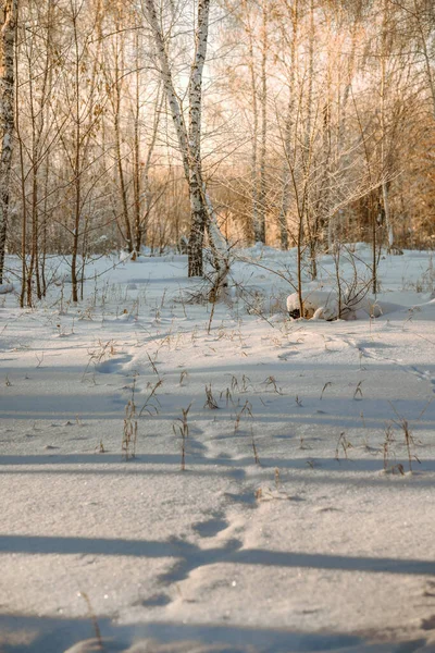 Sneeuw Bedekte Tak Boom Tegen Onscherpe Achtergrond Bij Zonsopkomst Zonsondergang — Stockfoto