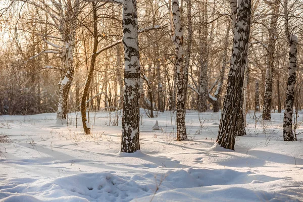 Snö Täckt Gren Träd Mot Defocused Bakgrund Soluppgång Eller Solnedgång — Stockfoto