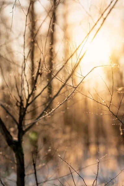 Snö Täckt Gren Träd Mot Defocused Bakgrund Soluppgång Eller Solnedgång — Stockfoto