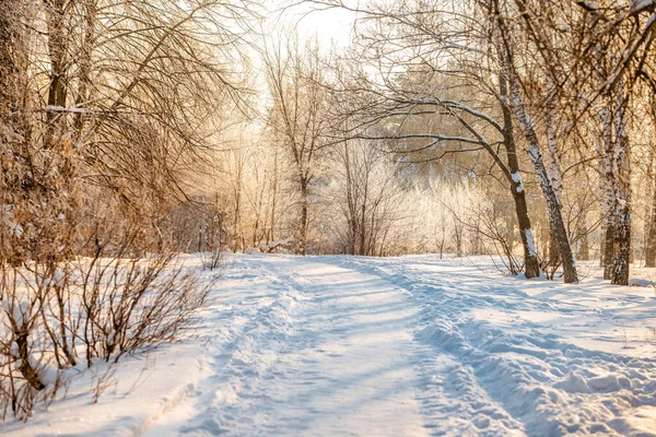 Winter Snow Forest Sunlight Amazing Natural Landscape People Stock Image