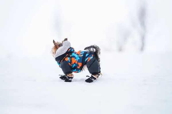 Winter Portrait Small Yorkshire Terrier Dog Funny Warm Suit — Stock Photo, Image