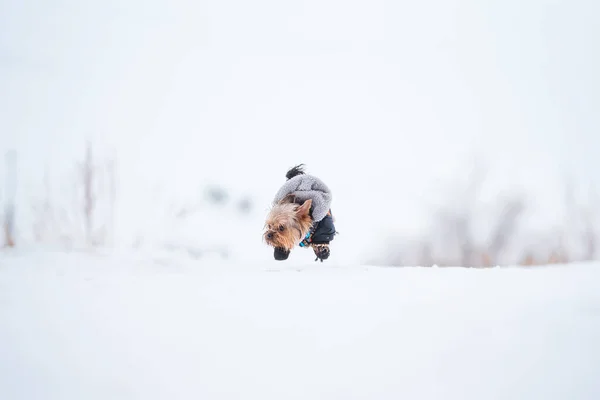 Küçük Bir Yorkshire Terrier Köpeğinin Kışın Çekilmiş Portresi — Stok fotoğraf