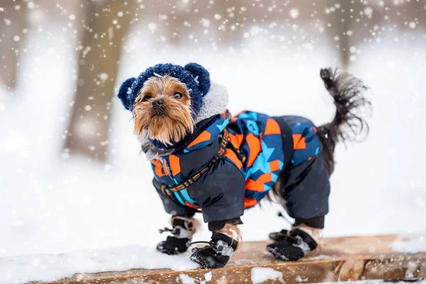Winter Portrait Small Yorkshire Terrier Dog Funny Warm Suit — Stock Photo, Image