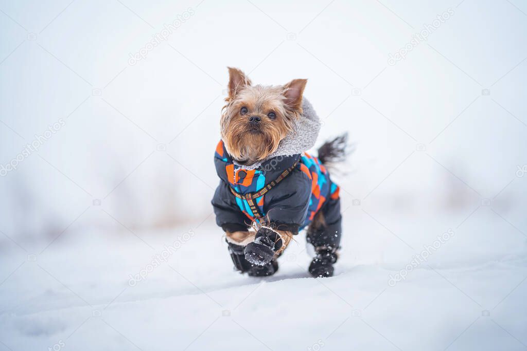 Winter portrait of a small Yorkshire Terrier dog in a funny warm suit.