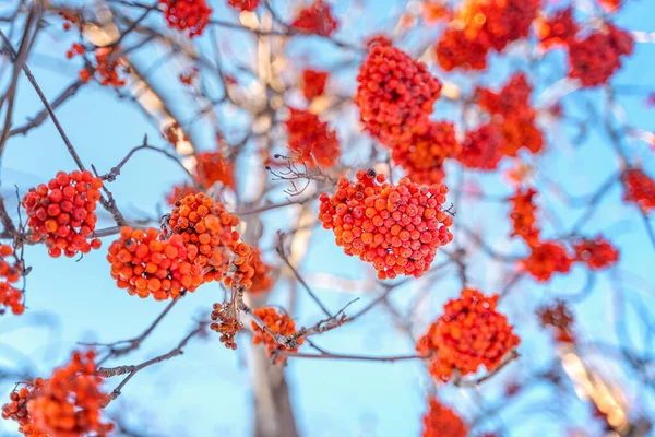Rote Eberesche Auf Blauem Himmel Winter — Stockfoto