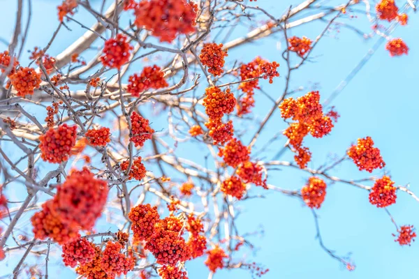 Red Mountain Ash Blue Sky Background Winter — Stock Photo, Image