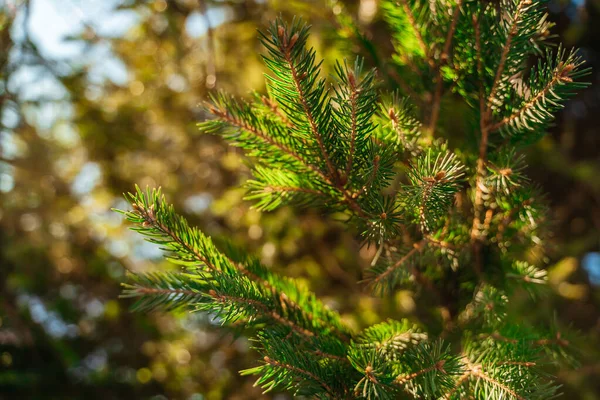 Branches Sapin Par Une Journée Ensoleillée Givré — Photo